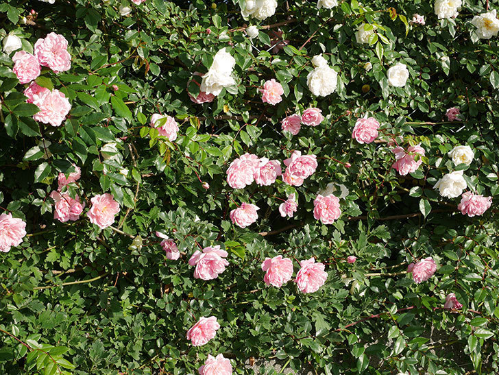 フランソワ・ジュランヴィル（ツルバラ）の花が満開になった。2020年-008.jpg