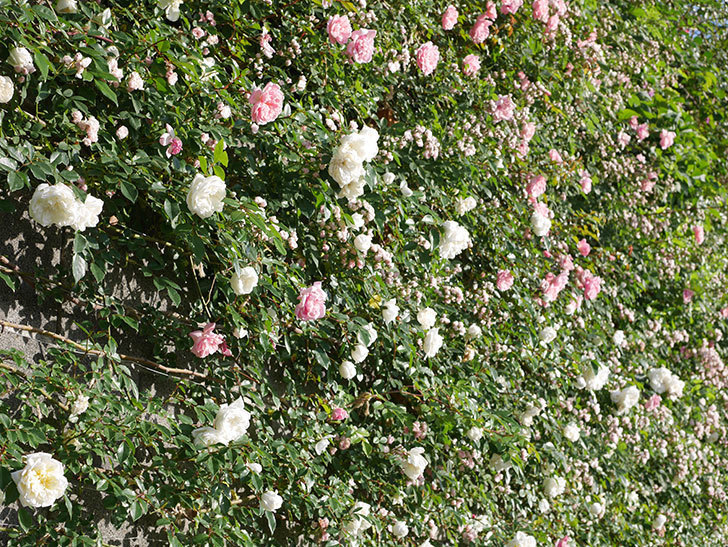 フランソワ・ジュランヴィル（ツルバラ）の花が満開になった。2020年-011.jpg