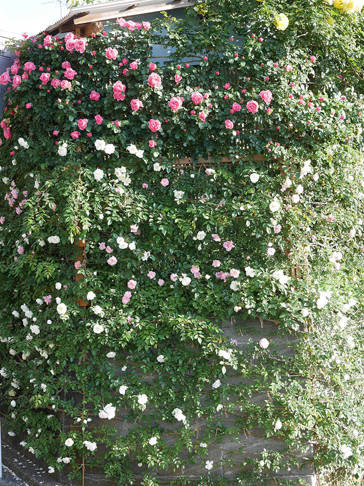 フランソワ・ジュランヴィル（ツルバラ）の花が満開になった。2020年-025.jpg
