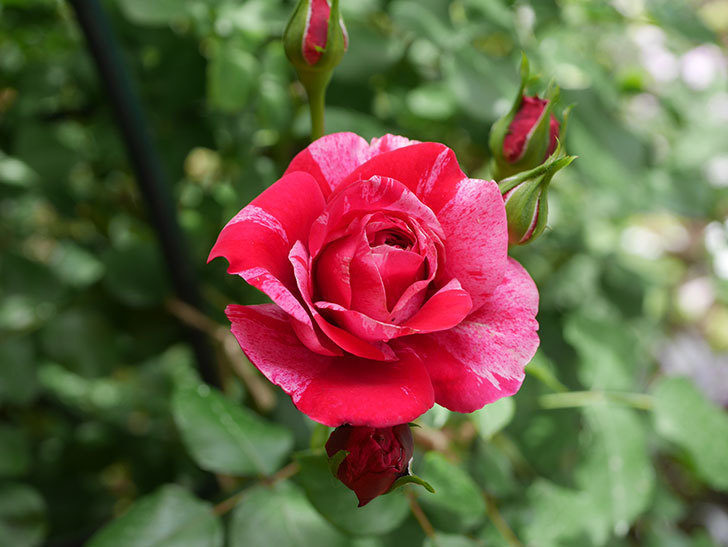 フランボワーズ バニーユ(Framboise Vanille)の2番花が咲いた。ツルバラ。2020年-006.jpg