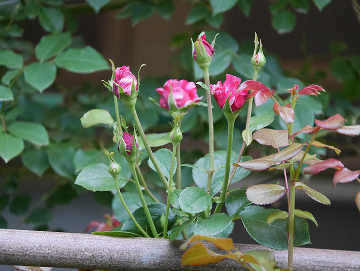 フランボワーズ バニーユ(Framboise Vanille)の2番花が増えてきた。ツルバラ。2020年-001.jpg