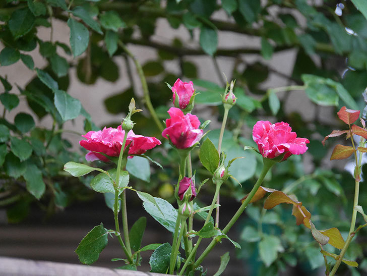 フランボワーズ バニーユ(Framboise Vanille)の2番花が増えてきた。ツルバラ。2020年-008.jpg
