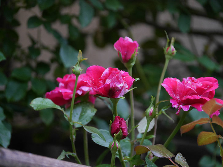 フランボワーズ バニーユ(Framboise Vanille)の2番花が房で咲いた。ツルバラ。2020年-001.jpg