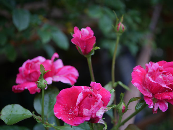 フランボワーズ バニーユ(Framboise Vanille)の2番花が房で咲いた。ツルバラ。2020年-004.jpg