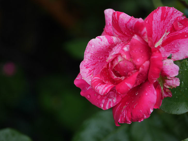 フランボワーズ バニーユ(Framboise Vanille)の2番花が房で咲いた。ツルバラ。2020年-005.jpg