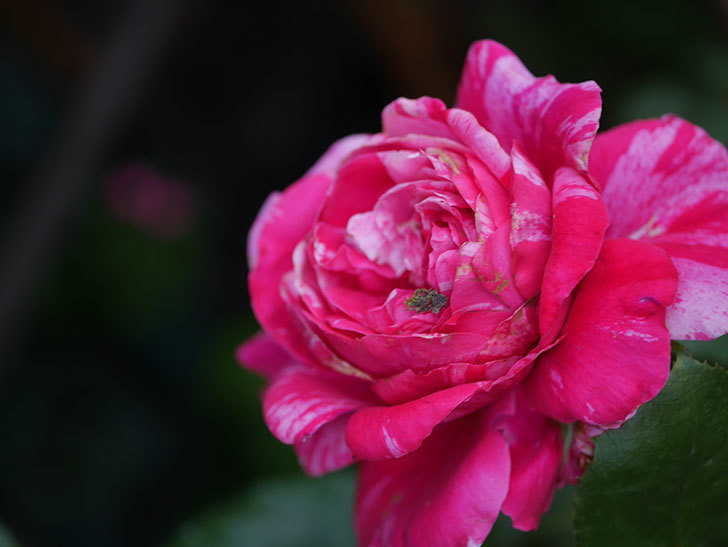 フランボワーズ バニーユ(Framboise Vanille)の2番花が房で咲いた。ツルバラ。2020年-008.jpg