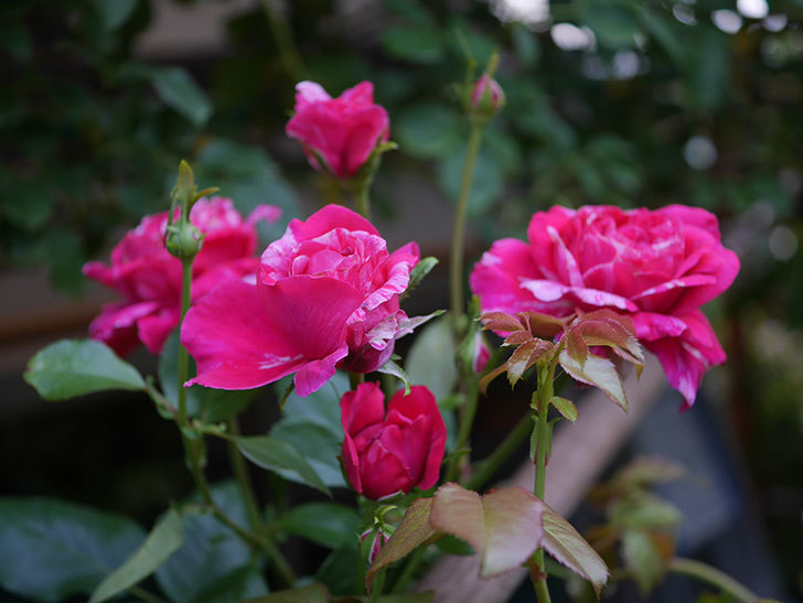 フランボワーズ バニーユ(Framboise Vanille)の2番花が房で咲いた。ツルバラ。2020年-009.jpg