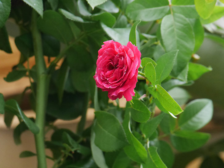 フランボワーズ バニーユ(Framboise Vanille)の夏花が咲いた。ツルバラ。2020年-005.jpg
