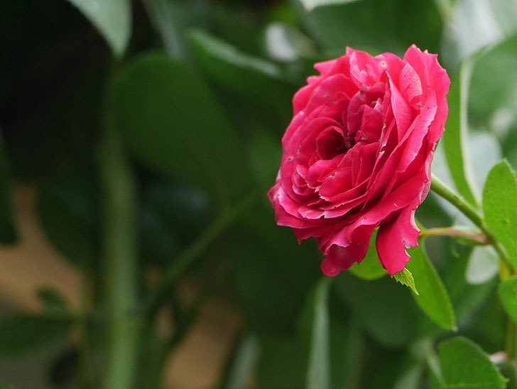 フランボワーズ バニーユ(Framboise Vanille)の夏花が咲いた。ツルバラ。2020年-008.jpg