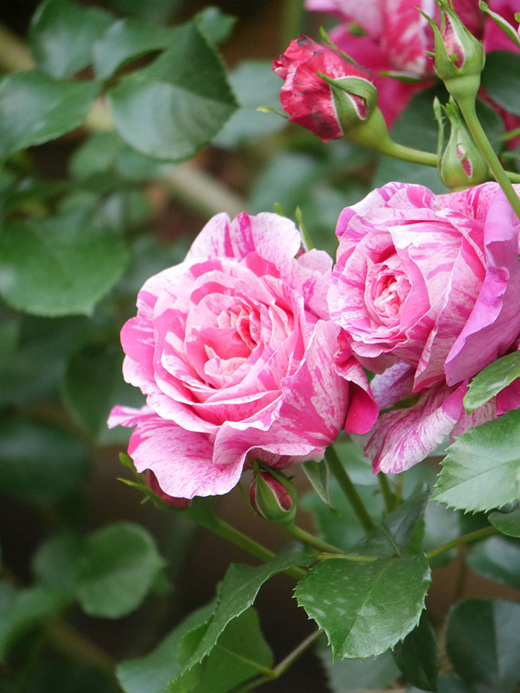 フランボワーズ バニーユ(Framboise Vanille)の春花。ツルバラ。2022年-0008.jpg