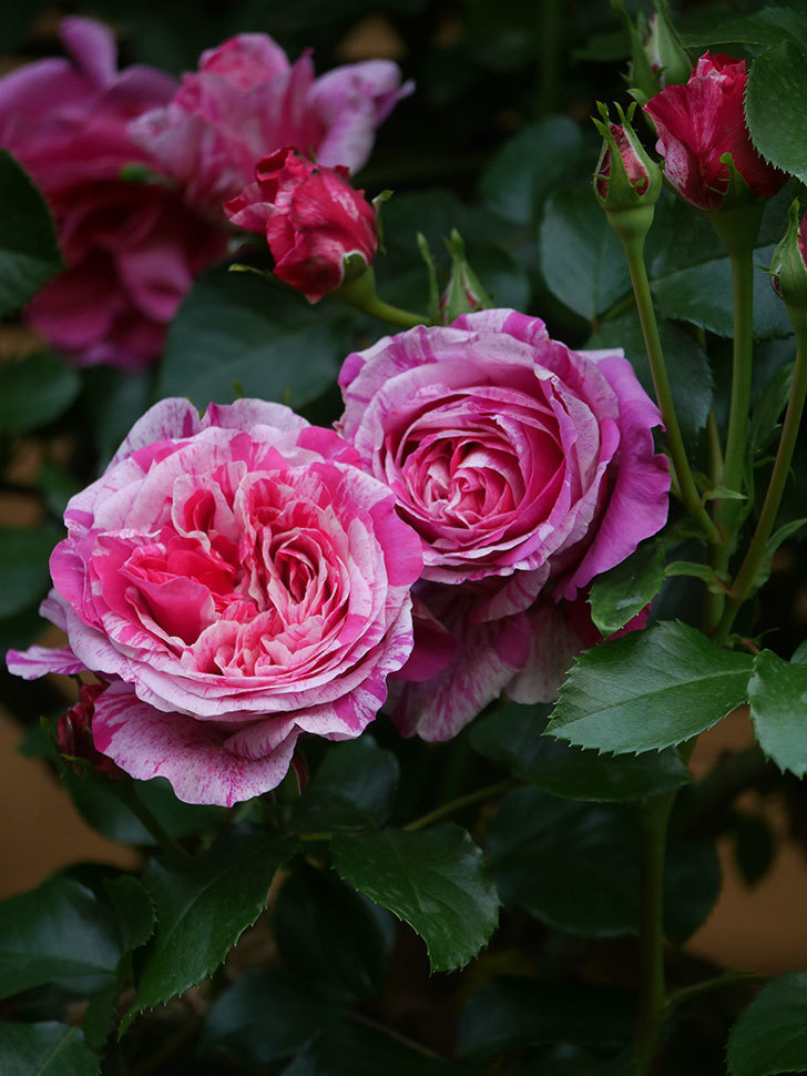 フランボワーズ バニーユ(Framboise Vanille)の春花。ツルバラ。2022年-0013.jpg