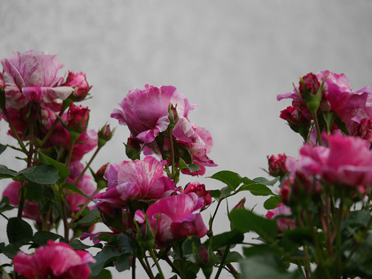 フランボワーズ バニーユ(Framboise Vanille)の春花。ツルバラ。2022年-0015.jpg