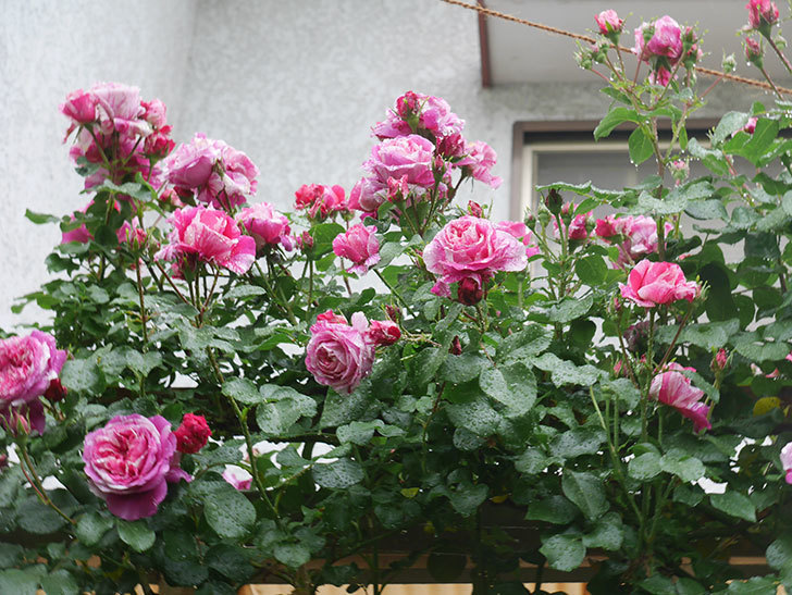 フランボワーズ バニーユ(Framboise Vanille)の春花。ツルバラ。2022年-0019.jpg