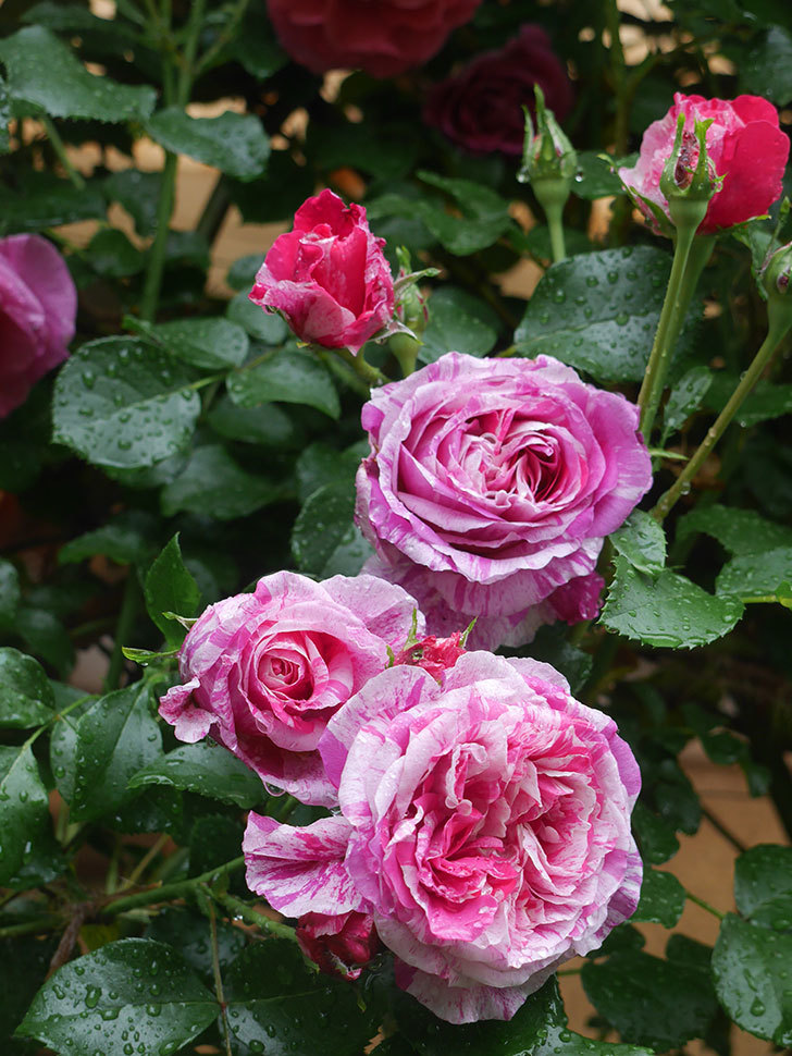 フランボワーズ バニーユ(Framboise Vanille)の春花。ツルバラ。2022年-0020.jpg
