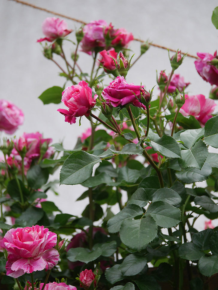 フランボワーズ バニーユ(Framboise Vanille)の春花。ツルバラ。2022年-0023.jpg