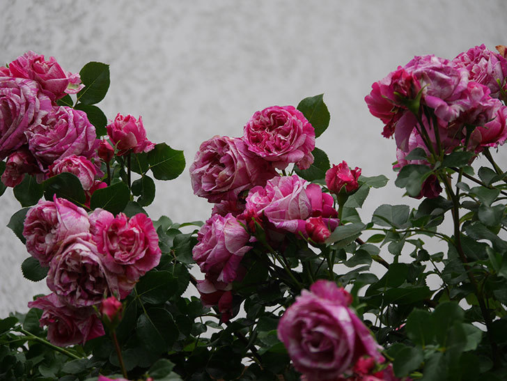 フランボワーズ バニーユ(Framboise Vanille)の春花。ツルバラ。2022年-0024.jpg