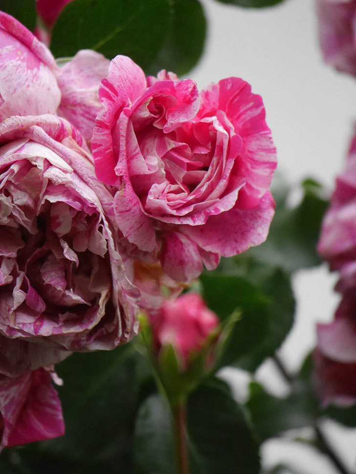 フランボワーズ バニーユ(Framboise Vanille)の春花。ツルバラ。2022年-0030.jpg