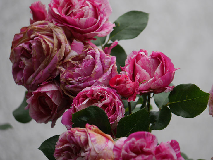 フランボワーズ バニーユ(Framboise Vanille)の春花。ツルバラ。2022年-0036.jpg