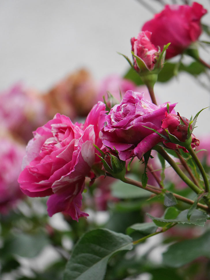 フランボワーズ バニーユ(Framboise Vanille)の春花。ツルバラ。2022年-0041.jpg