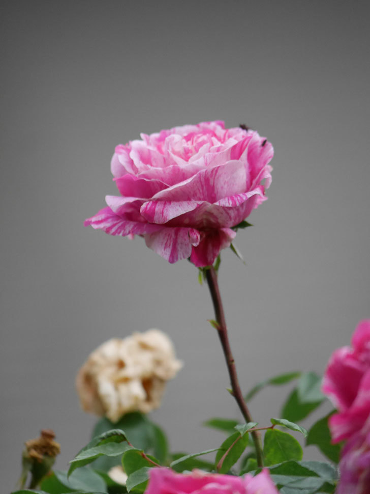 フランボワーズ バニーユ(Framboise Vanille)の春花。ツルバラ。2022年-0042.jpg