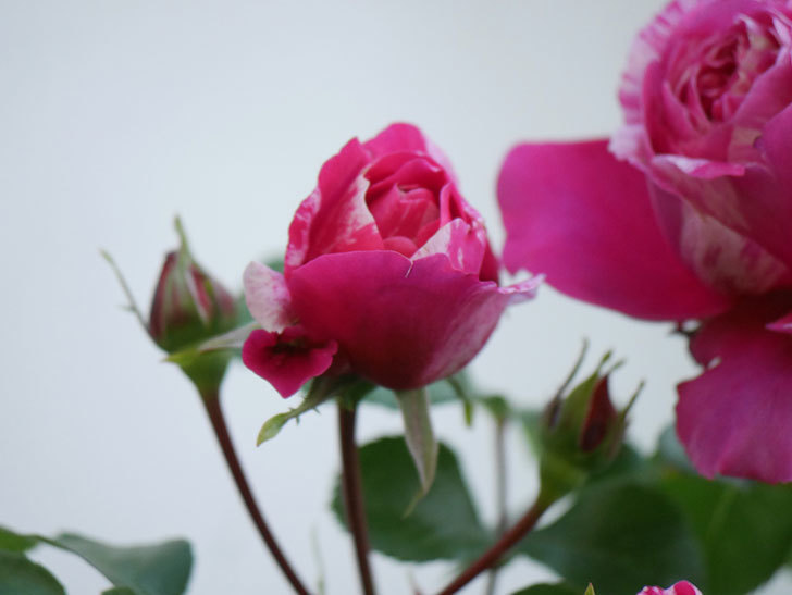 フランボワーズ バニーユ(Framboise Vanille)の花が咲いた。2021年-033.jpg