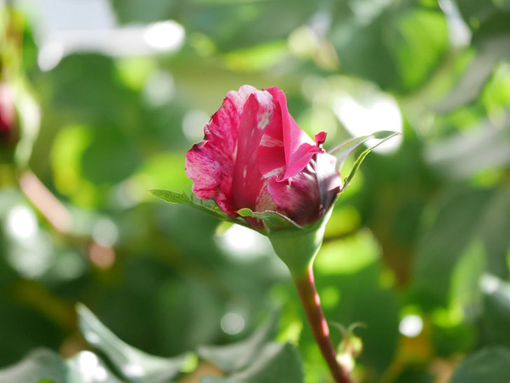 フランボワーズ バニーユ(Framboise Vanille)の花が少し咲いた。2021年-004.jpg