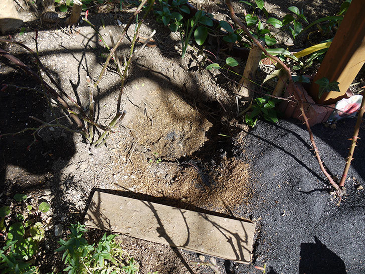 フロレンティーナ(ツルバラ)に穴を掘って寒肥をやった。2017年-2.jpg
