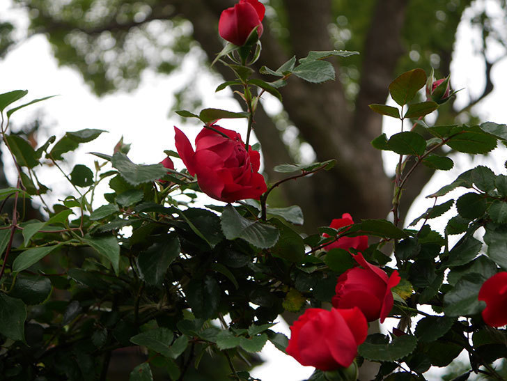 フロレンティーナ(ツルバラ)の花がたくさん咲いた。2020年-001.jpg