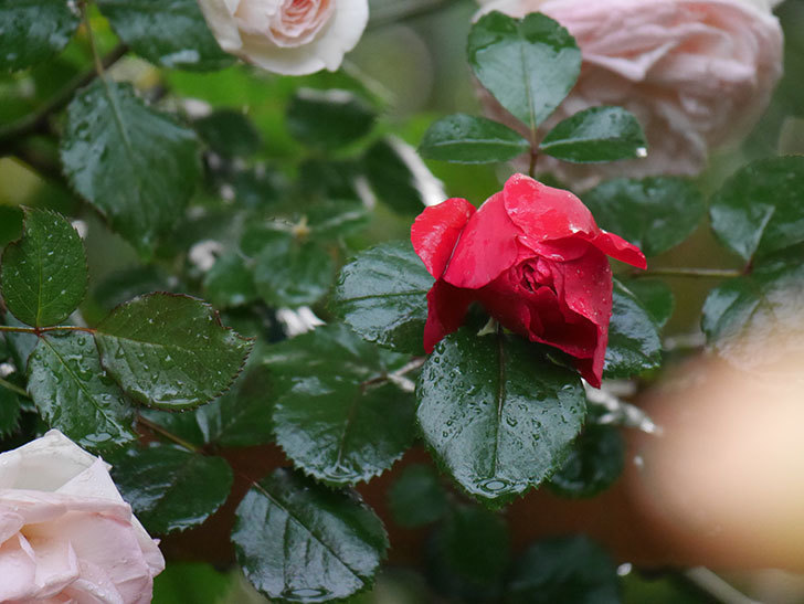 フロレンティーナ(ツルバラ)の花がたくさん咲いた。2020年-005.jpg