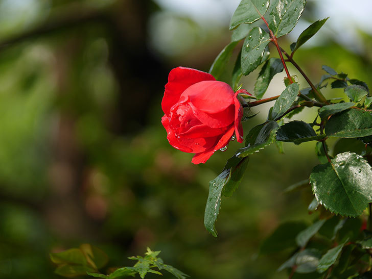 フロレンティーナ(ツルバラ)の花がたくさん咲いた。2020年-009.jpg