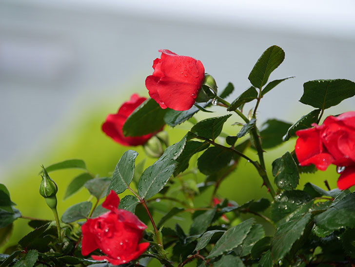 フロレンティーナ(ツルバラ)の花がたくさん咲いた。2020年-010.jpg