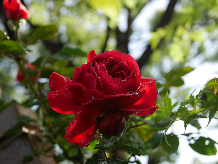 フロレンティーナ(ツルバラ)の花がたくさん咲いた。2020年-013.jpg
