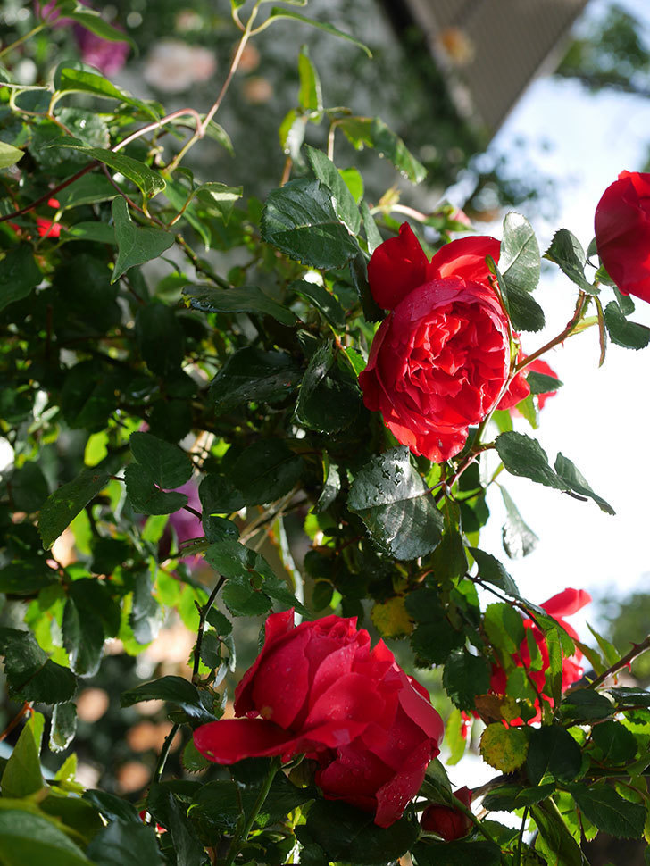 フロレンティーナ(ツルバラ)の花がたくさん咲いた。2020年-014.jpg