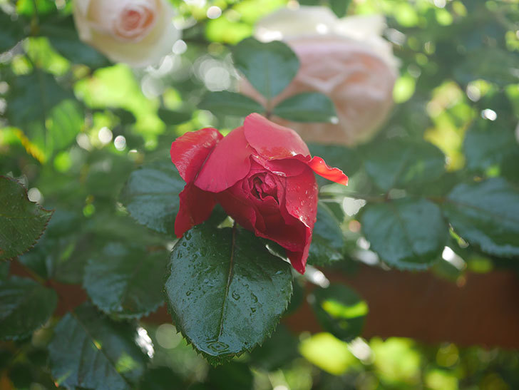 フロレンティーナ(ツルバラ)の花がたくさん咲いた。2020年-015.jpg