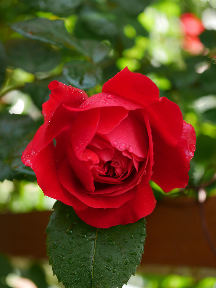 フロレンティーナ(ツルバラ)の花がたくさん咲いた。2020年-017.jpg
