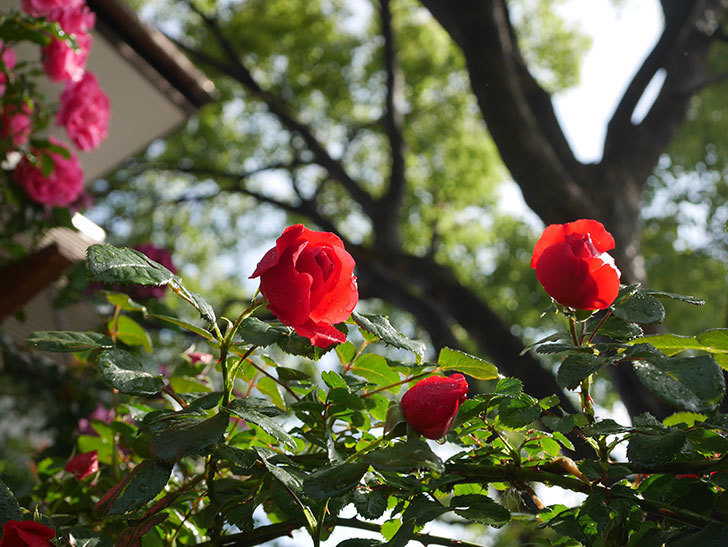 フロレンティーナ(ツルバラ)の花がたくさん咲いた。2020年-018.jpg