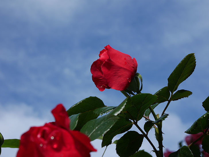 フロレンティーナ(ツルバラ)の花がたくさん咲いた。2020年-020.jpg