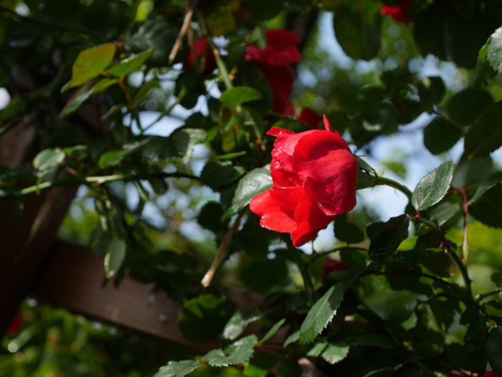 フロレンティーナ(ツルバラ)の花がたくさん咲いた。2020年-021.jpg