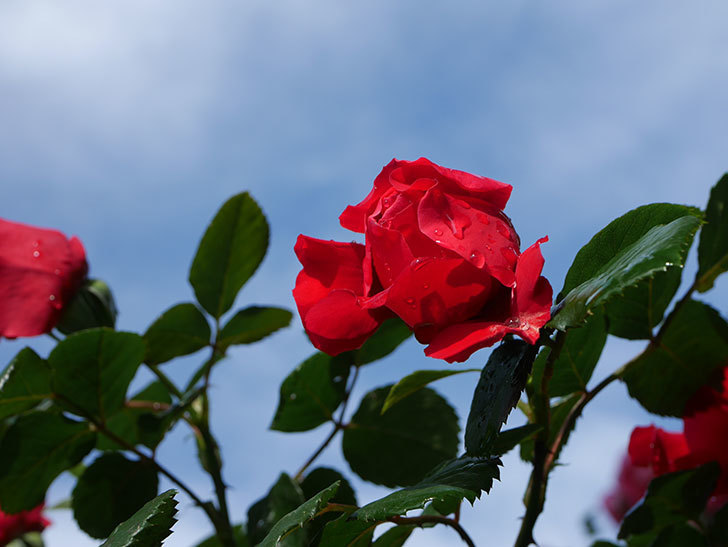 フロレンティーナ(ツルバラ)の花がたくさん咲いた。2020年-022.jpg