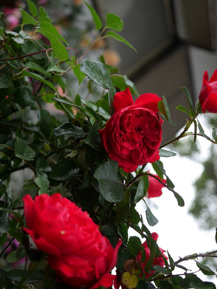 フロレンティーナ(ツルバラ)の花がたくさん咲いた。2020年-023.jpg