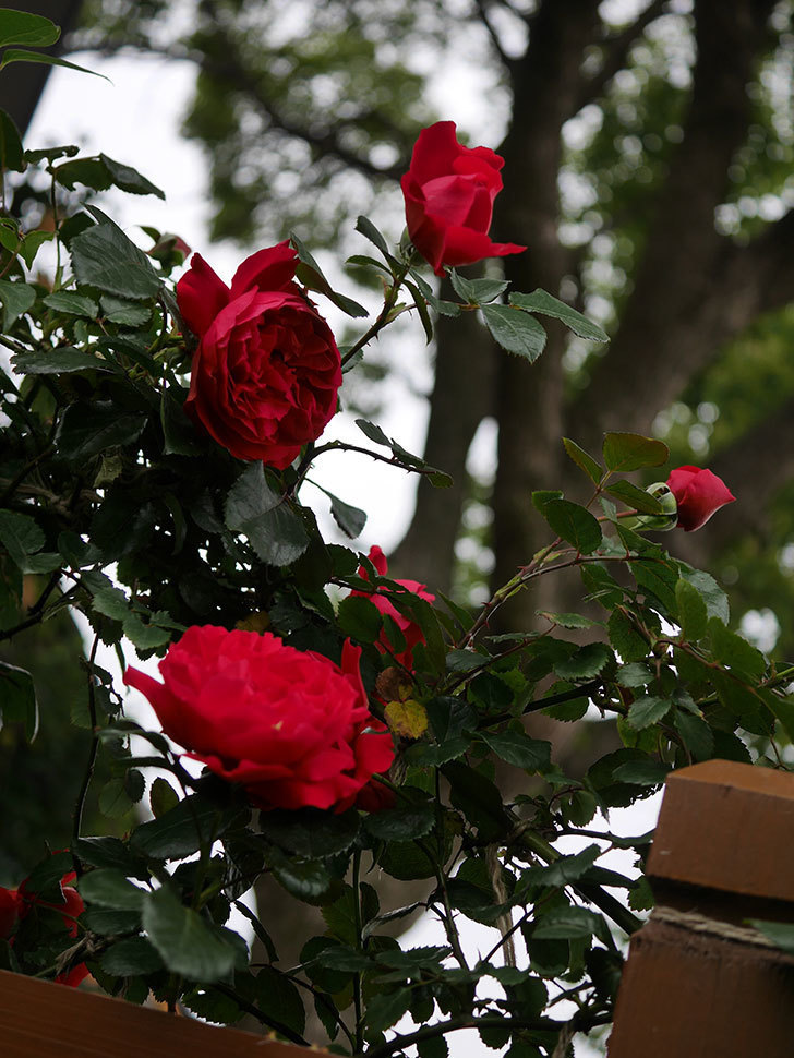 フロレンティーナ(ツルバラ)の花がたくさん咲いた。2020年-025.jpg