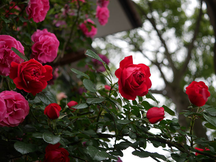 フロレンティーナ(ツルバラ)の花がたくさん咲いた。2020年-028.jpg