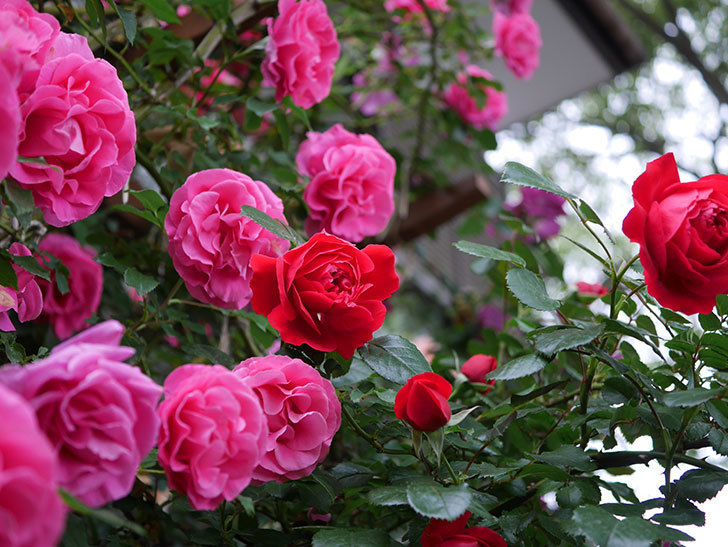 フロレンティーナ(ツルバラ)の花がたくさん咲いた。2020年-031.jpg
