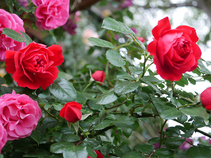 フロレンティーナ(ツルバラ)の花がたくさん咲いた。2020年-033.jpg