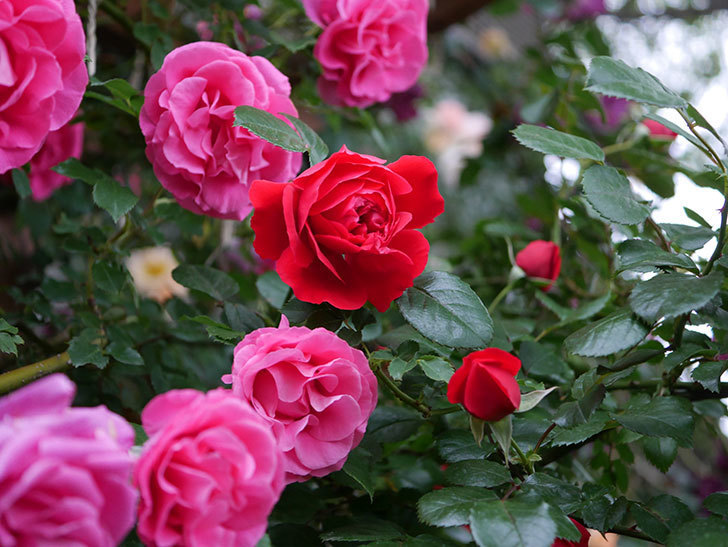 フロレンティーナ(ツルバラ)の花がたくさん咲いた。2020年-034.jpg