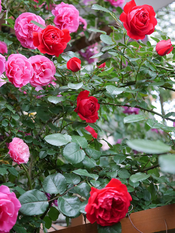 フロレンティーナ(ツルバラ)の花がたくさん咲いた。2020年-039.jpg