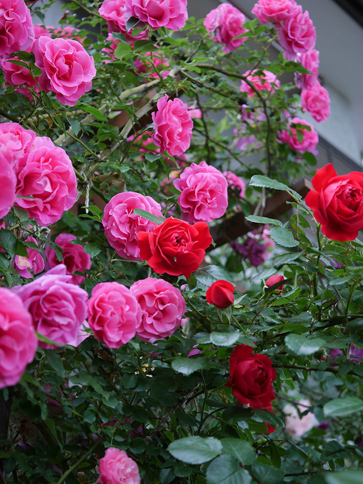 フロレンティーナ(ツルバラ)の花がたくさん咲いた。2020年-040.jpg