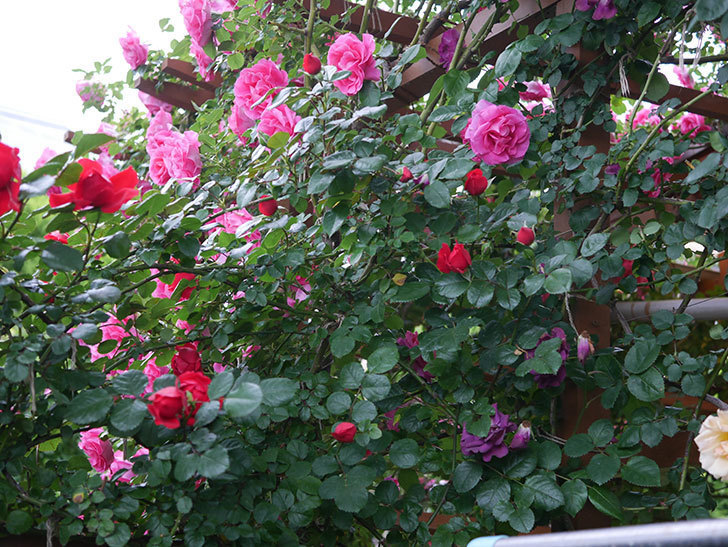 フロレンティーナ(ツルバラ)の花がたくさん咲いた。2020年-041.jpg