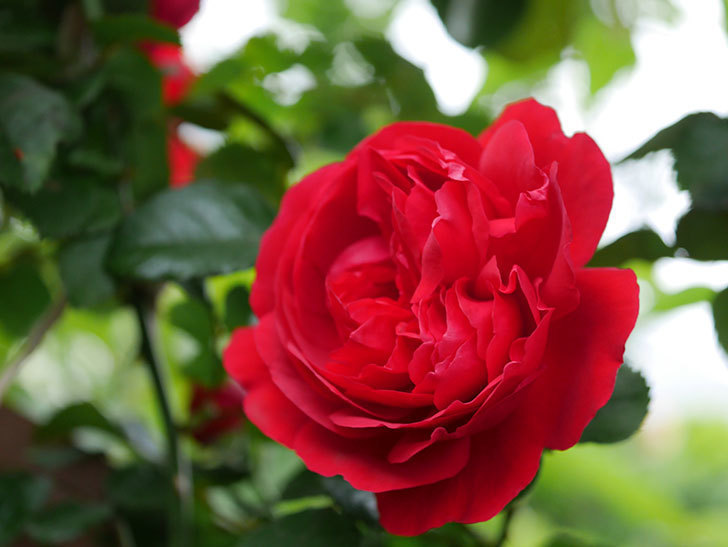 フロレンティーナ(ツルバラ)の花がたくさん咲いた。2020年-043.jpg