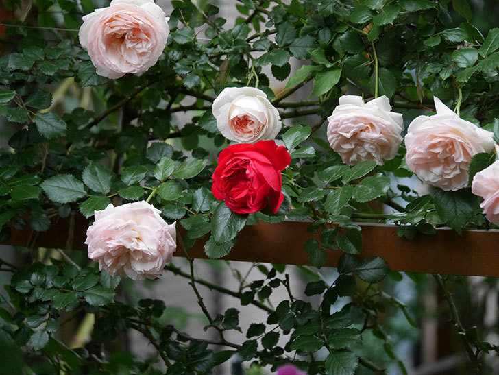 フロレンティーナ(ツルバラ)の花がたくさん咲いた。2020年-044.jpg